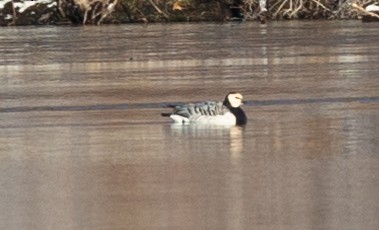 Barnacle Goose - ML525143101