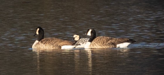 Barnacle Goose - ML525143111