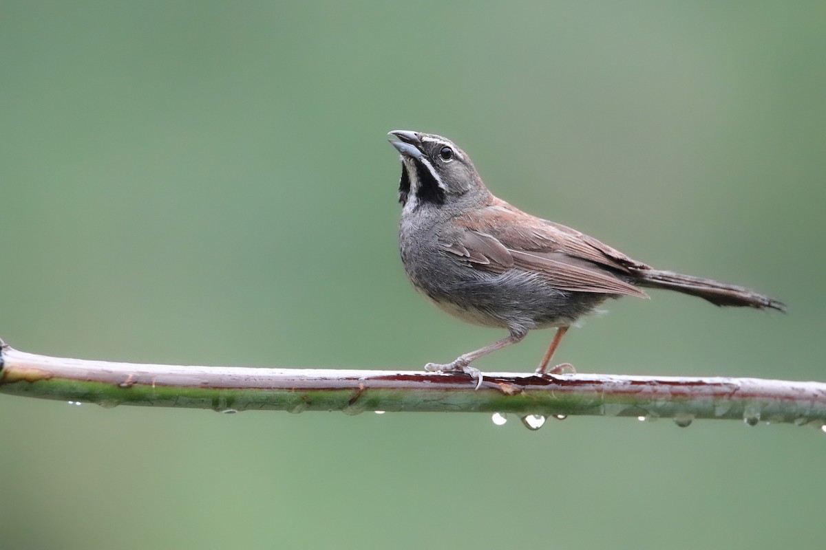 Five-striped Sparrow - ML525144061