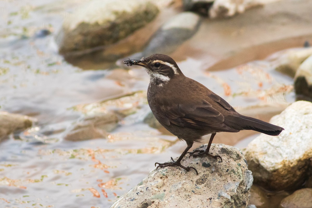 Dark-bellied Cinclodes - Maciej Kowalski