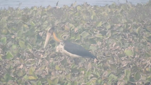 Lesser Adjutant - ML525144871