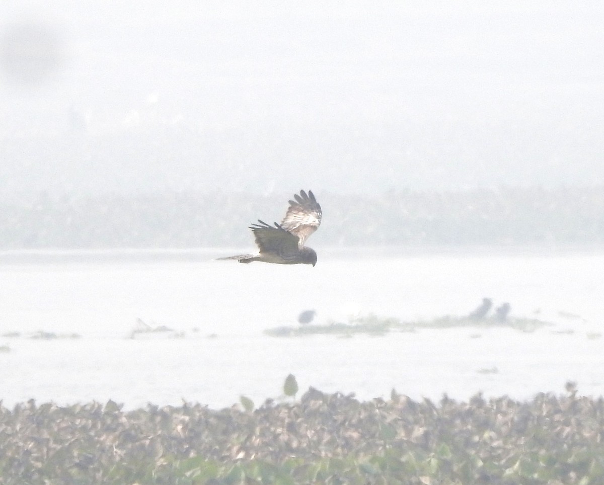Pied Harrier - ML525144971