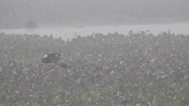 Pied Harrier - ML525145011