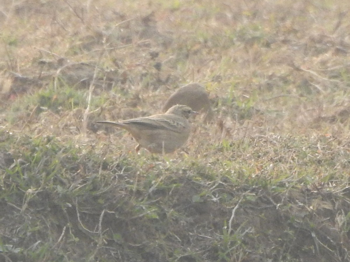 Paddyfield Pipit - ML525145041