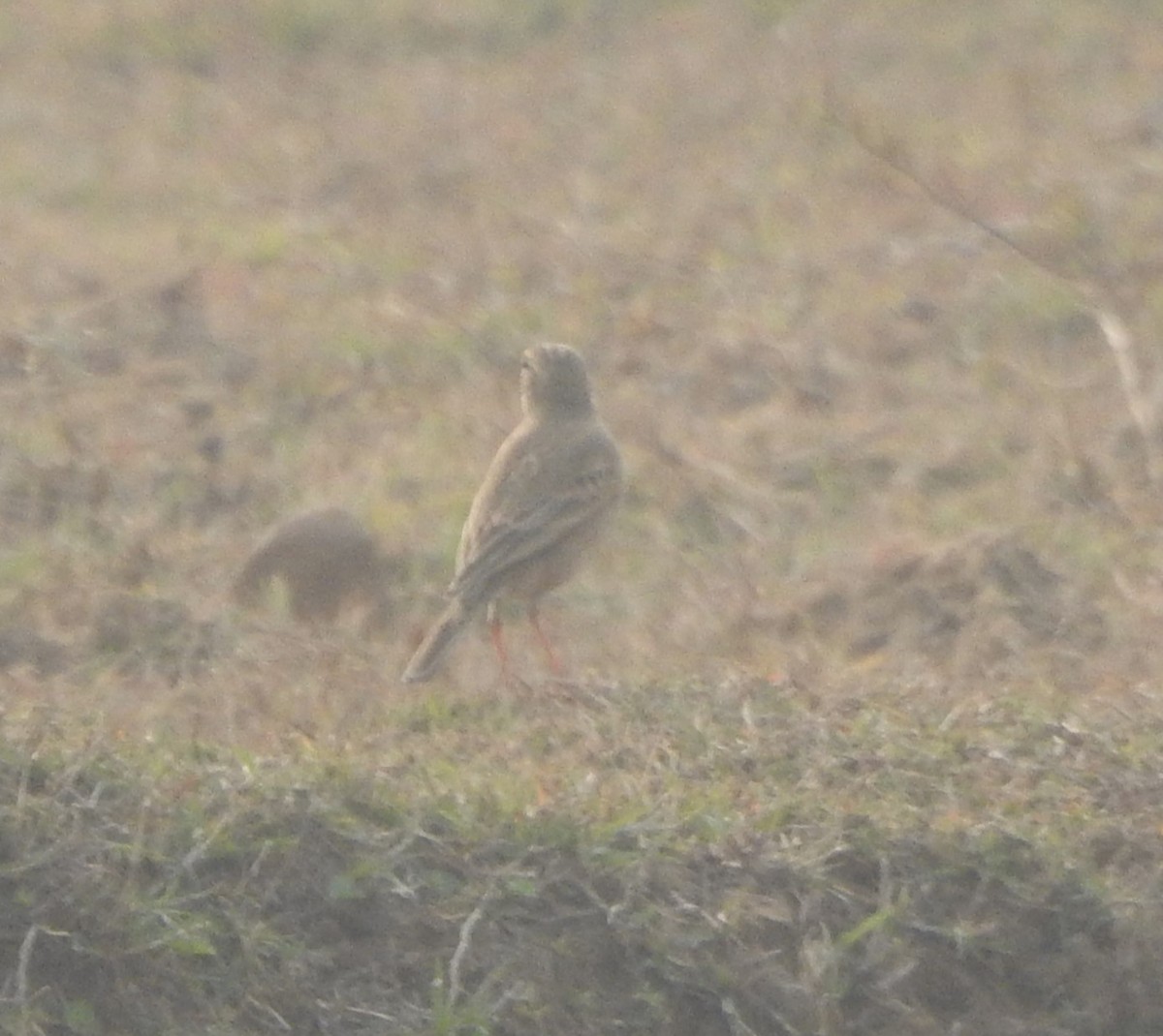 Paddyfield Pipit - ML525145051