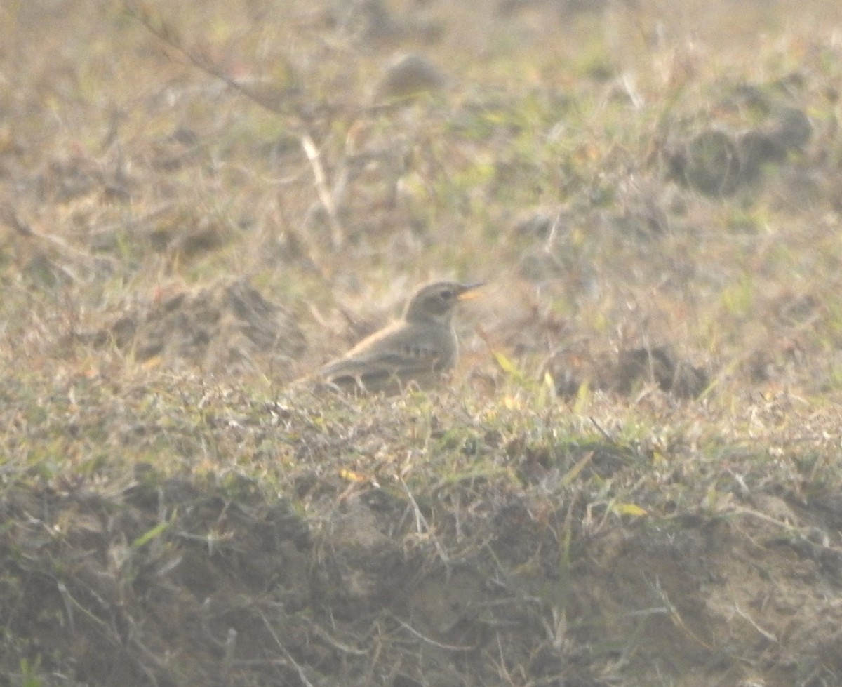 Paddyfield Pipit - ML525145061