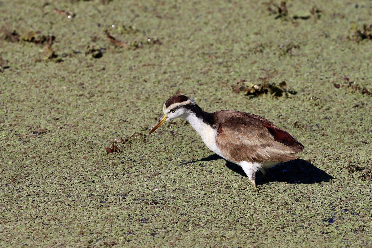 Jacana du Mexique - ML525145231