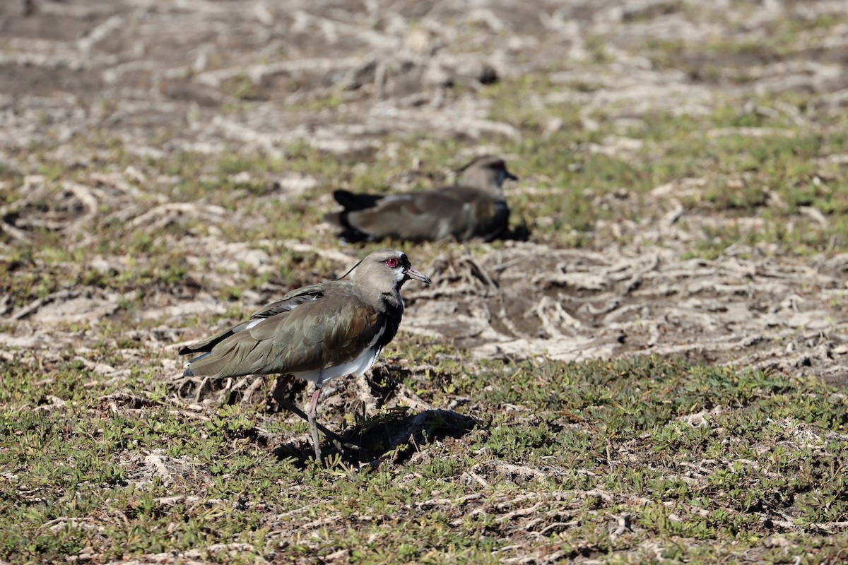 Southern Lapwing - ML525145531