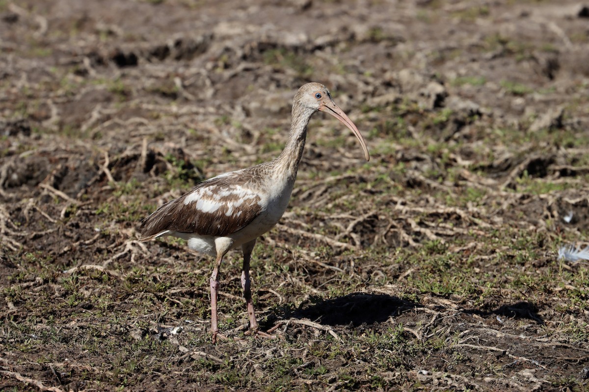 Ibis blanc - ML525145651