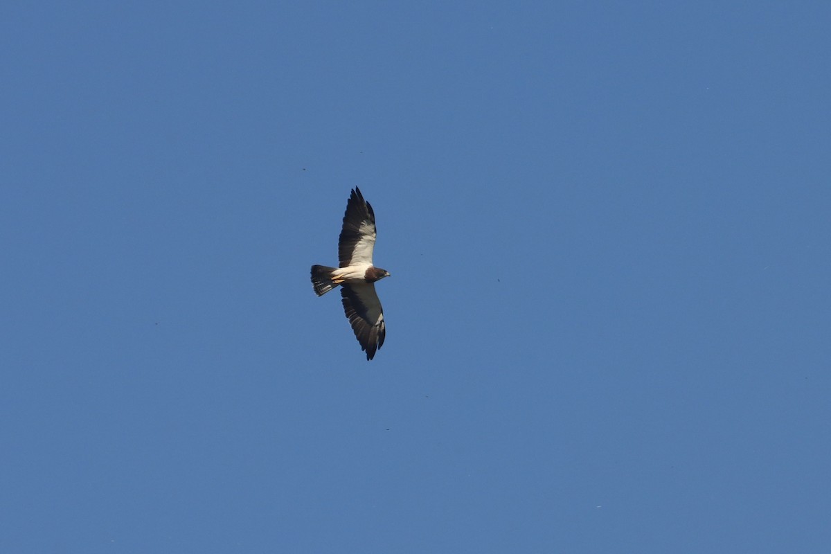 Swainson's Hawk - ML525147261