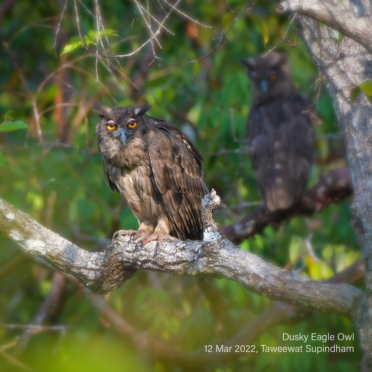 Dusky Eagle-Owl - ML525147651
