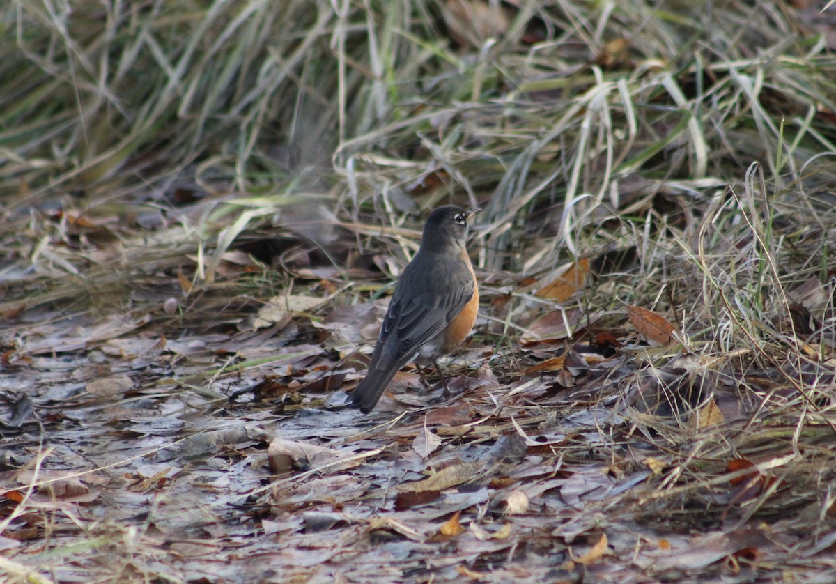 Zozo papargorria - ML525149541