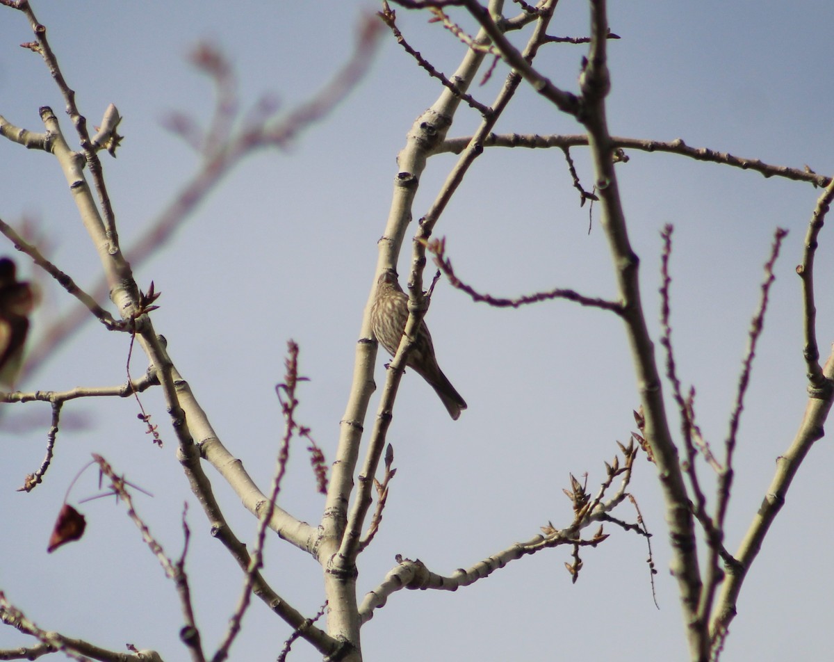 Burugorri arrunta - ML525149781