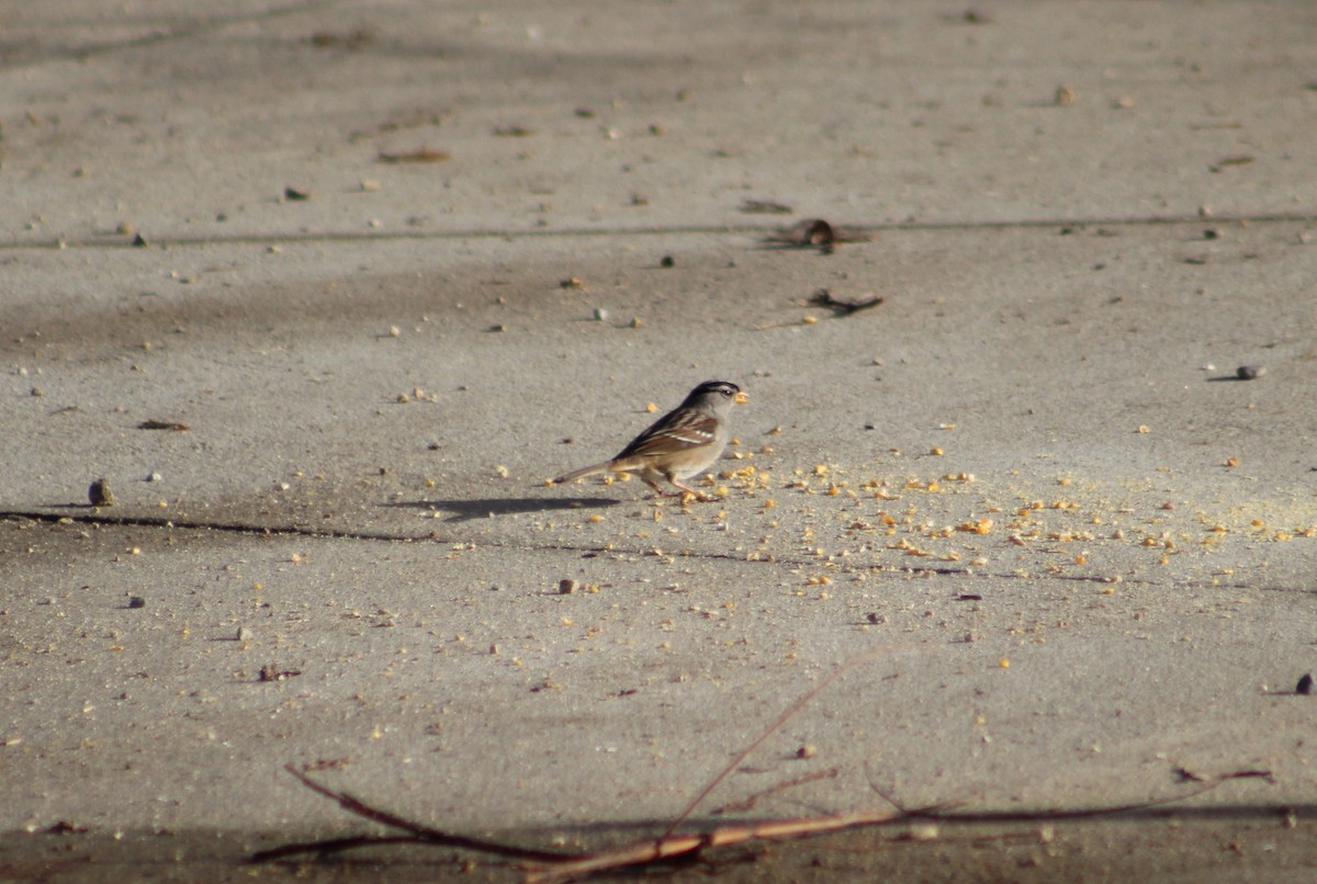 White-crowned Sparrow (Gambel's) - ML525149981