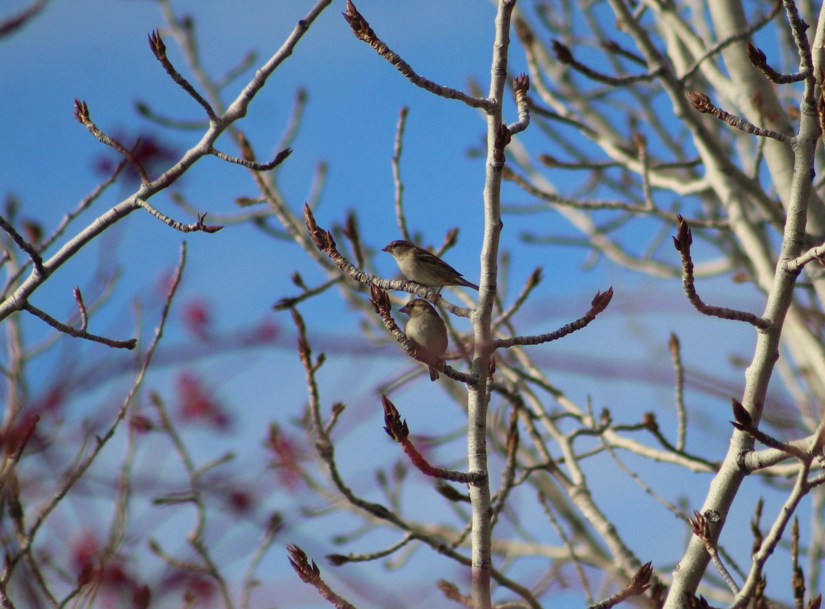 Etxe-txolarrea - ML525150651