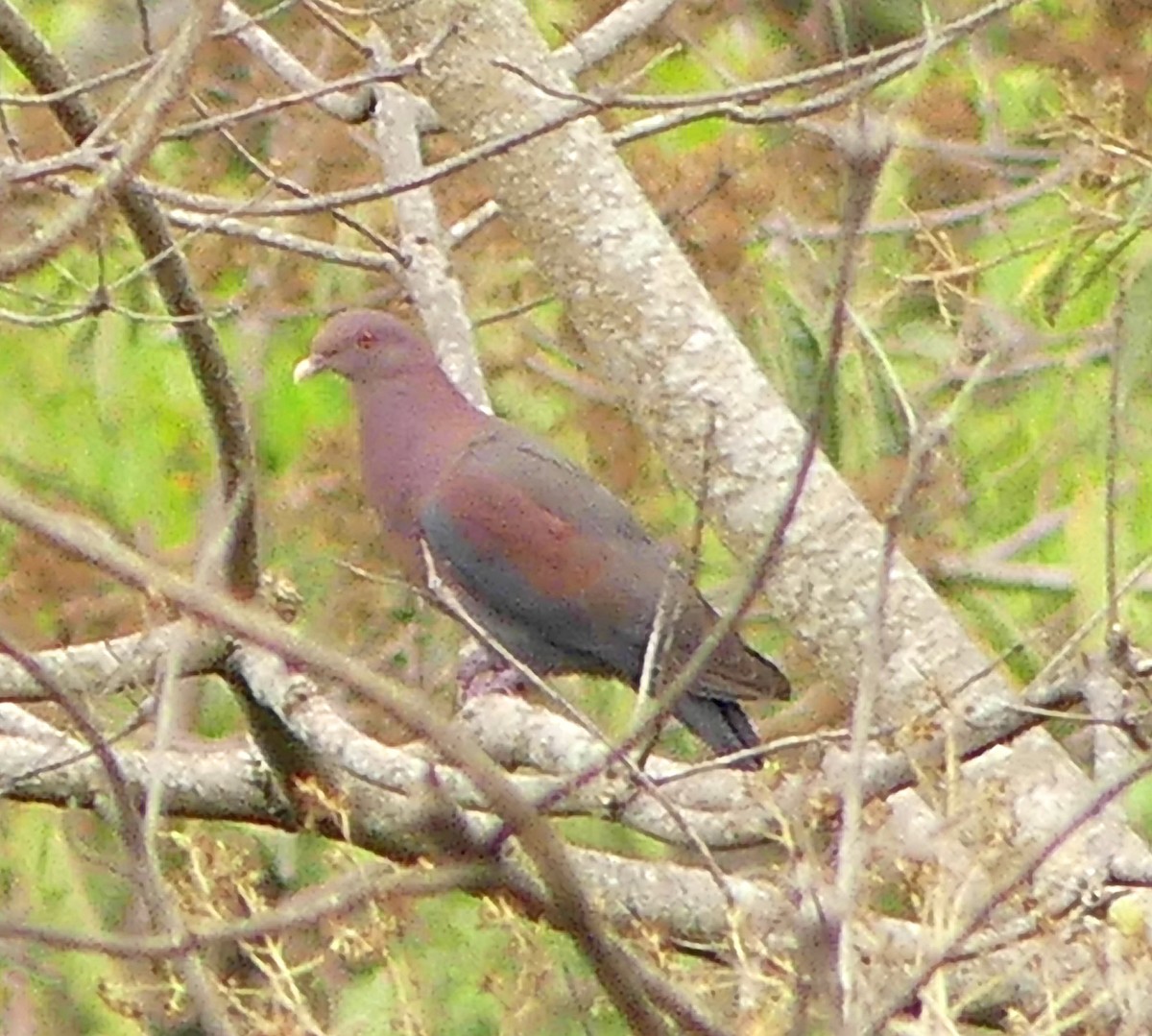 Red-billed Pigeon - ML52515241