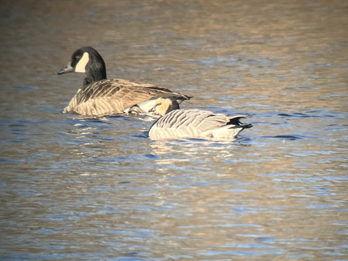 Barnacle Goose - ML525154321