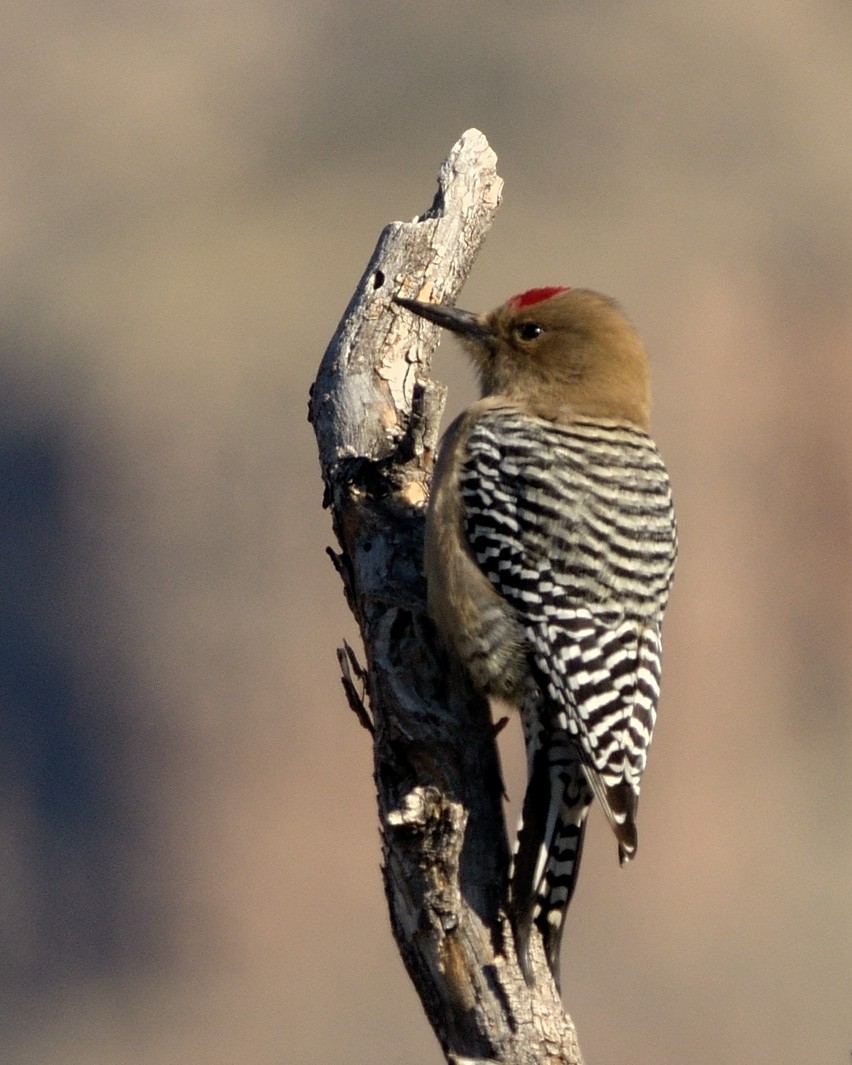 Gila Woodpecker - Heather Pickard