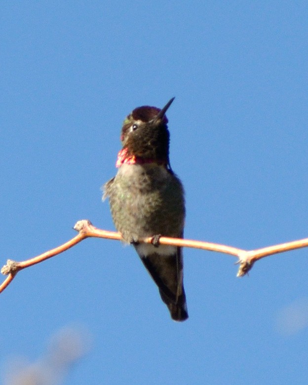 Anna's Hummingbird - ML52515641