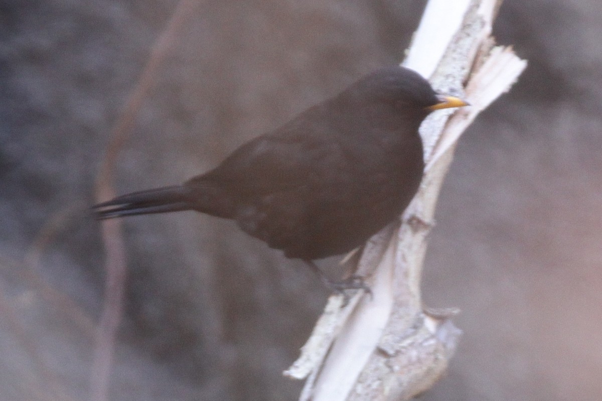 Tibetan Blackbird - ML525156411