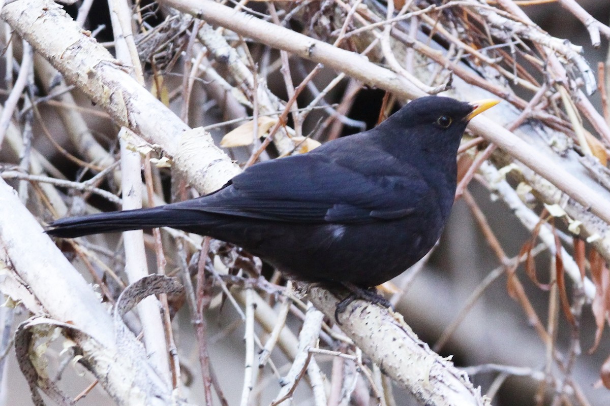 Tibetan Blackbird - ML525156431