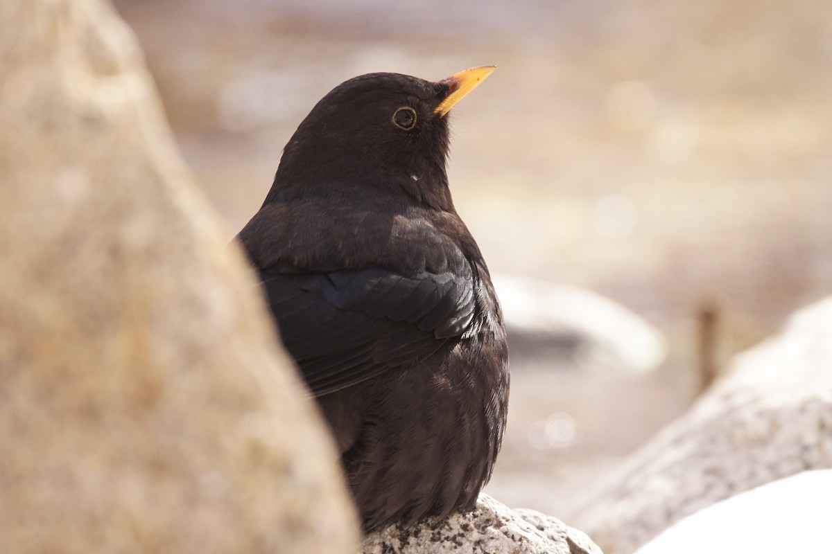 Tibetan Blackbird - ML525156441