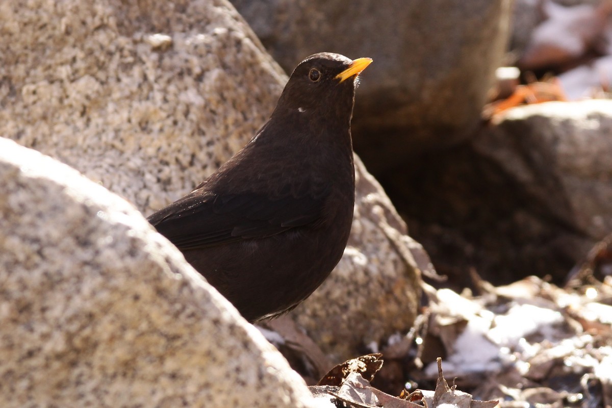 Tibetan Blackbird - ML525156451