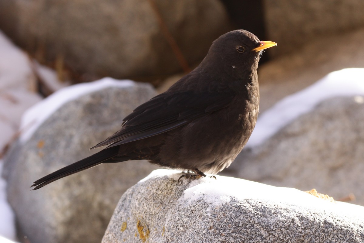 Tibetan Blackbird - Padma Gyalpo