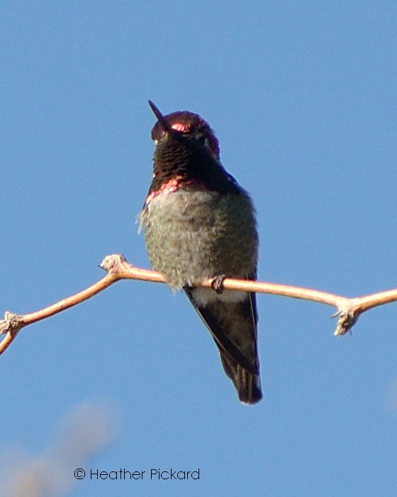 Anna's Hummingbird - ML52515651