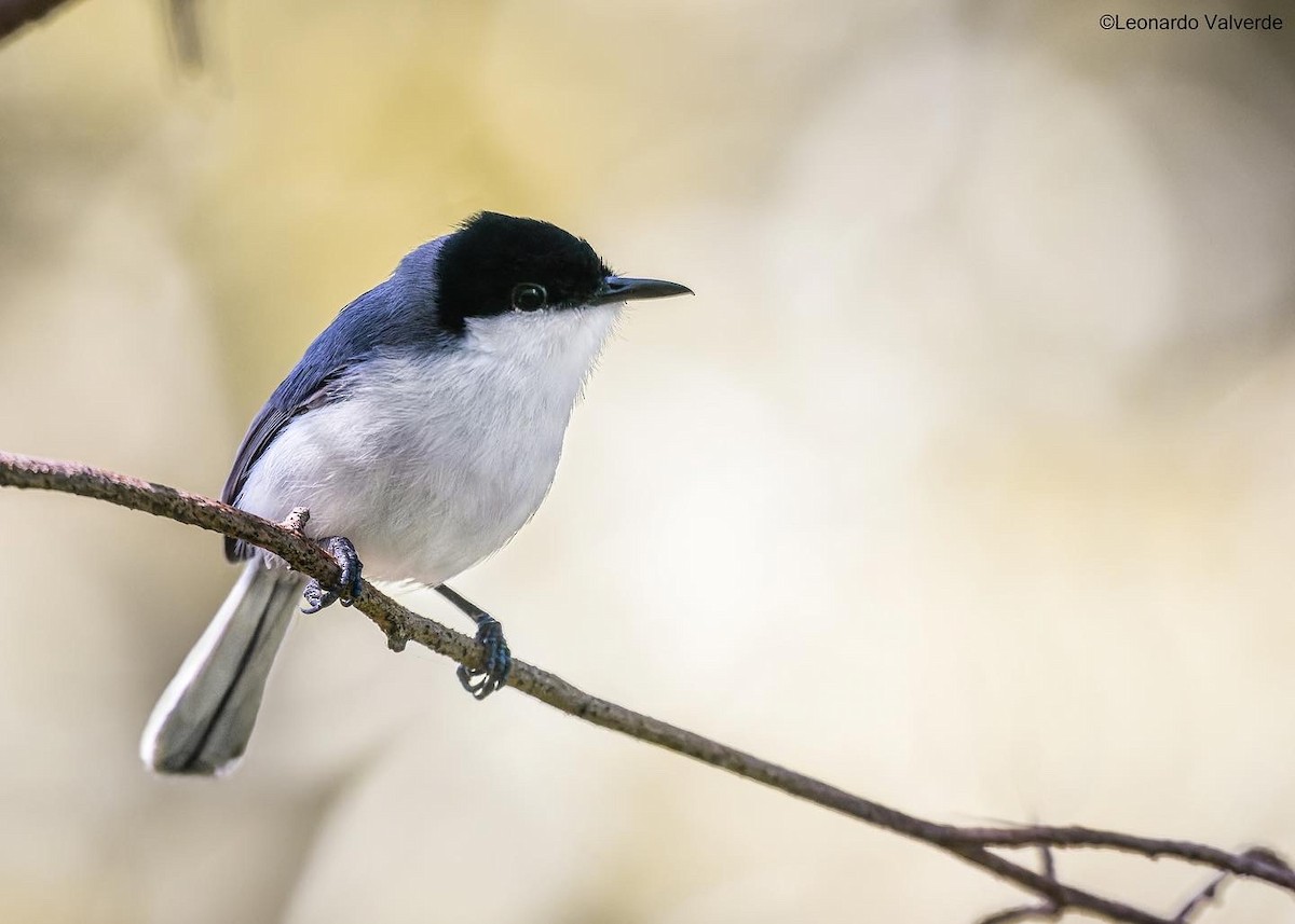 White-lored Gnatcatcher - ML525156811