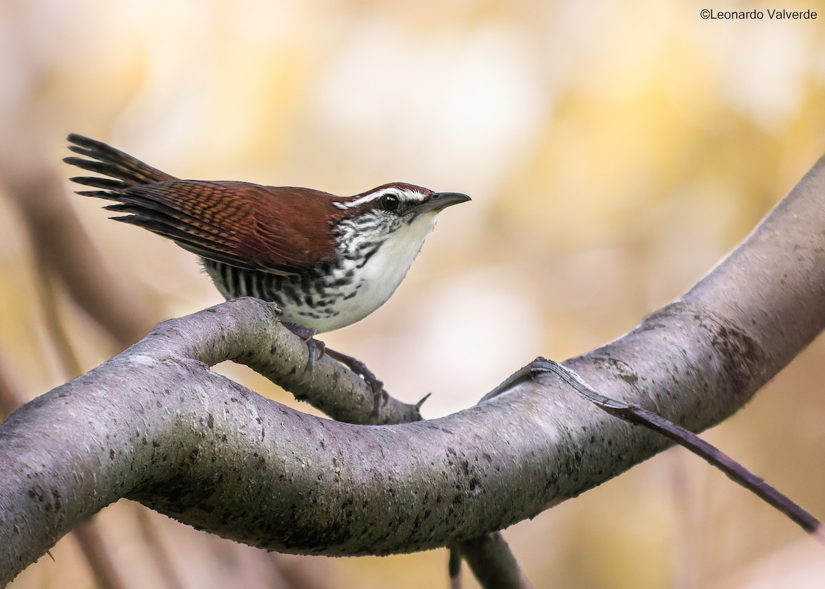Banded Wren - ML525156891