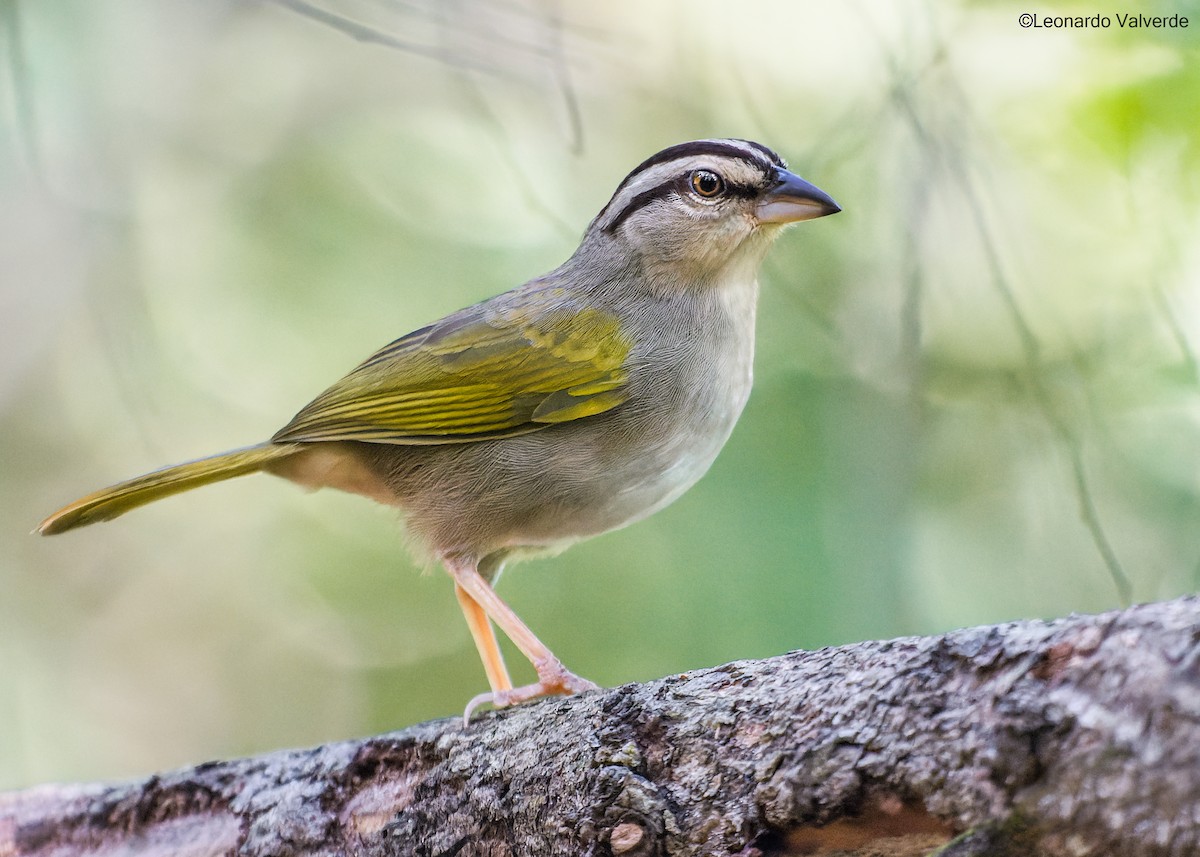 Olive Sparrow - ML525156971