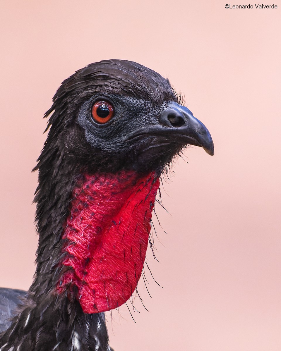 Crested Guan - ML525157121