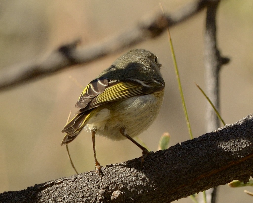 Ruby-crowned Kinglet - ML52515761