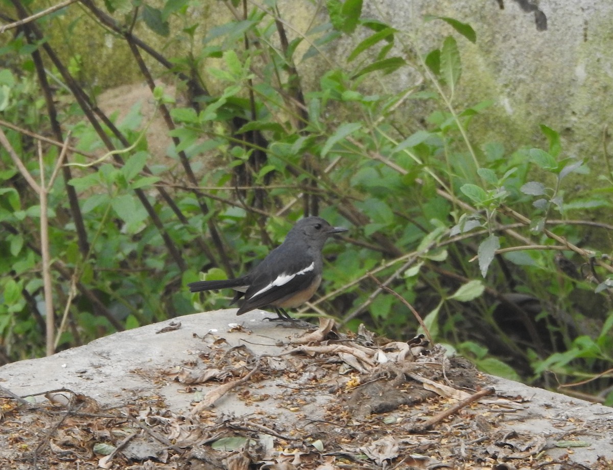 Oriental Magpie-Robin - ML525157641