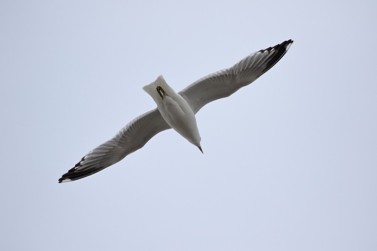 Short-billed Gull - ML525157911