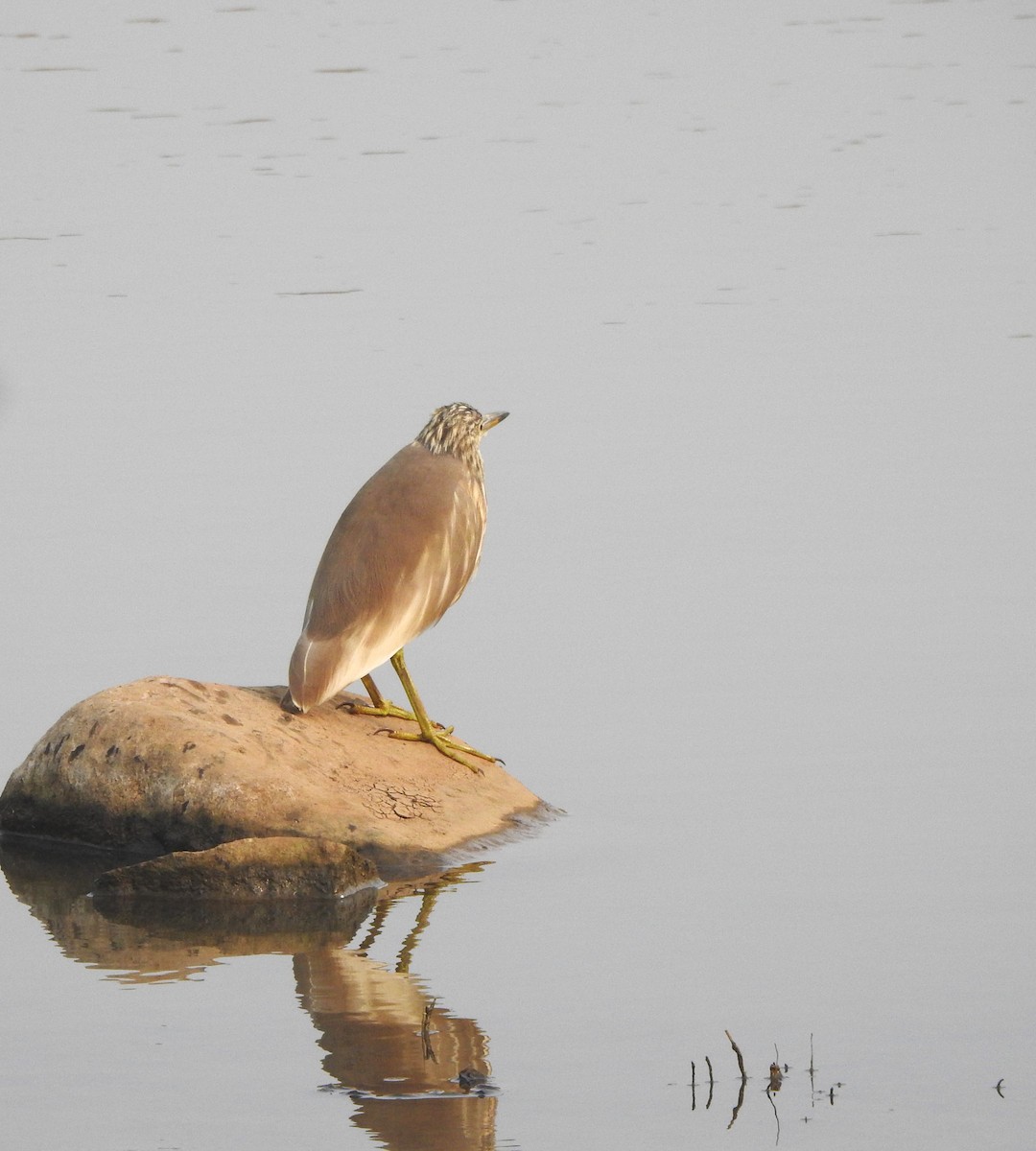 Indian Pond-Heron - ML525157951