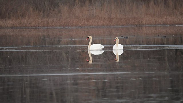 Cygne tuberculé - ML525158021