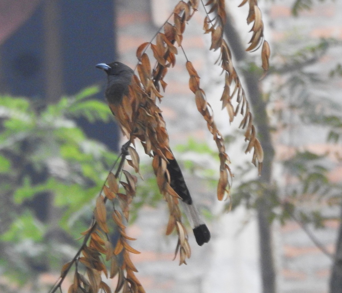 Rufous Treepie - ML525158111