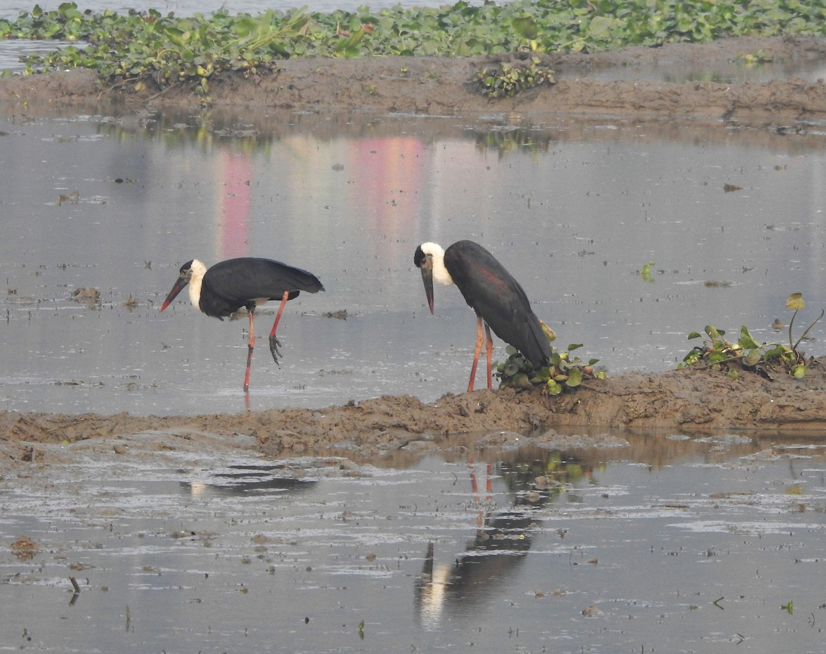 Asian Woolly-necked Stork - ML525158371