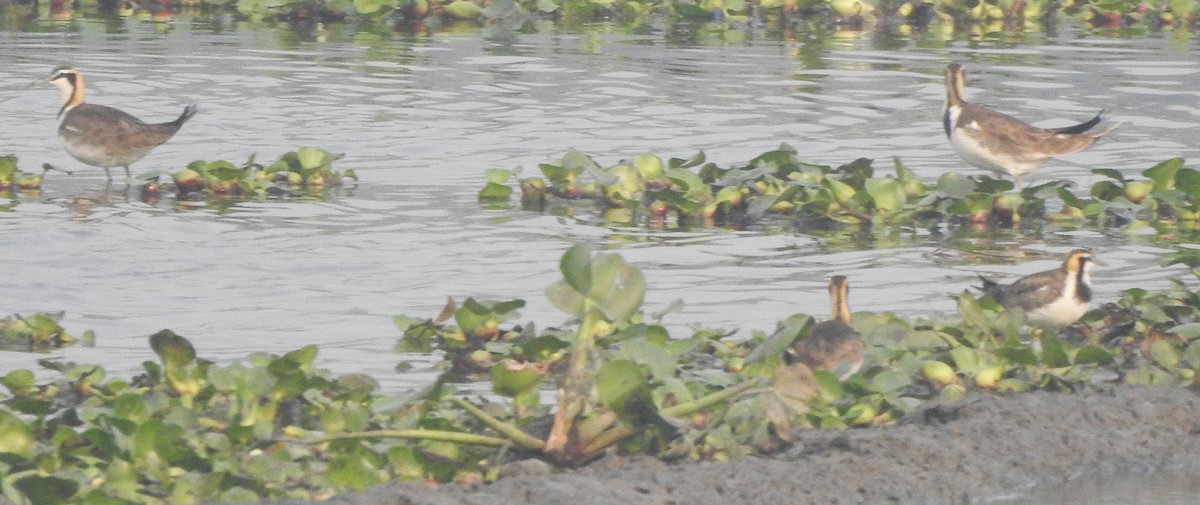 Pheasant-tailed Jacana - ML525158701