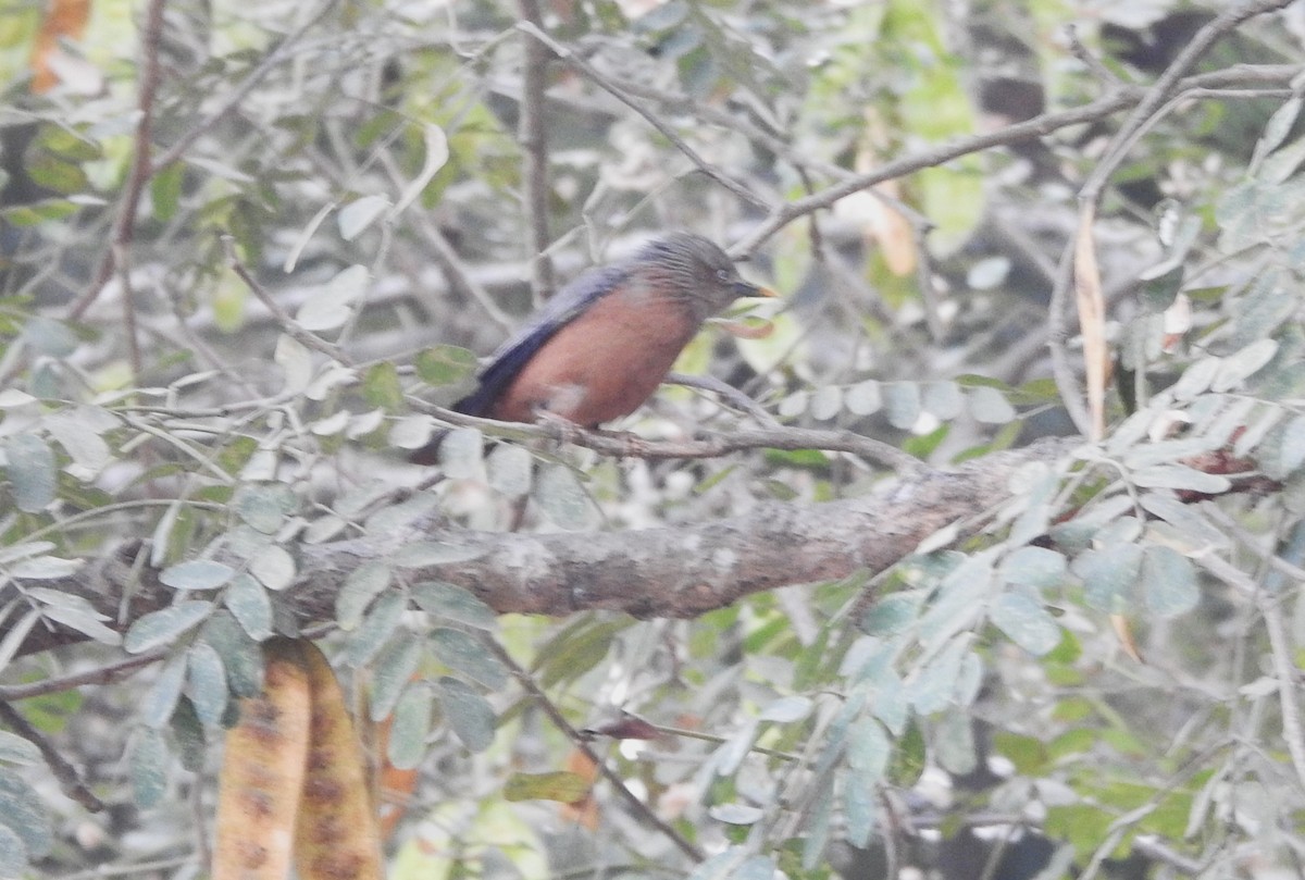 Chestnut-tailed Starling - ML525158841