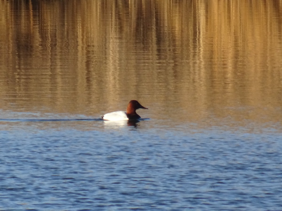 Canvasback - ML525160161