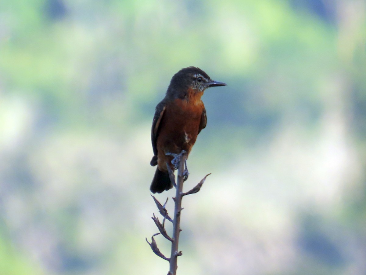 Cliff Flycatcher - ML525160301