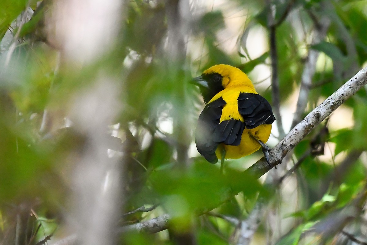 Yellow-backed Oriole - ML525160331