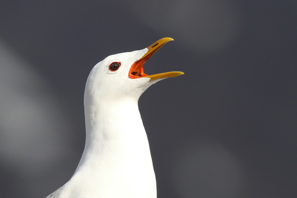 Short-billed Gull - ML525160391