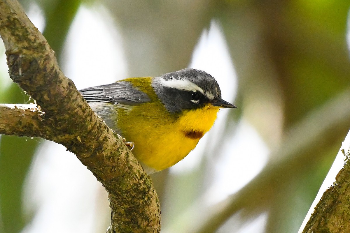 Crescent-chested Warbler - ML525160641