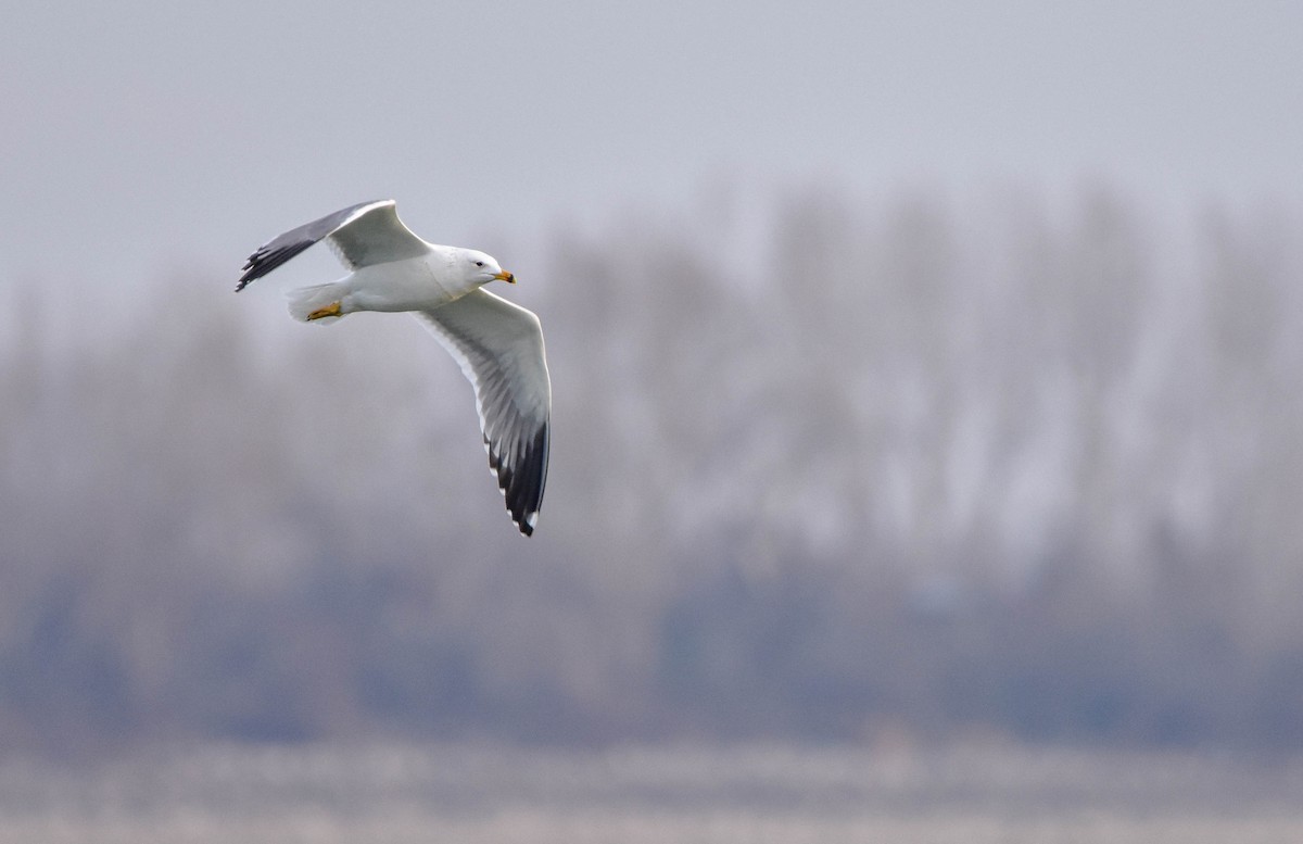 Armenian Gull - ML525161061