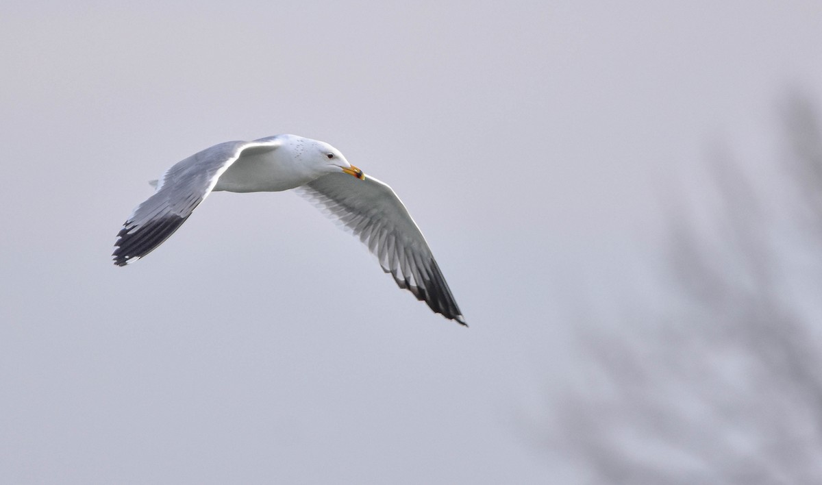 Armenian Gull - ML525161091