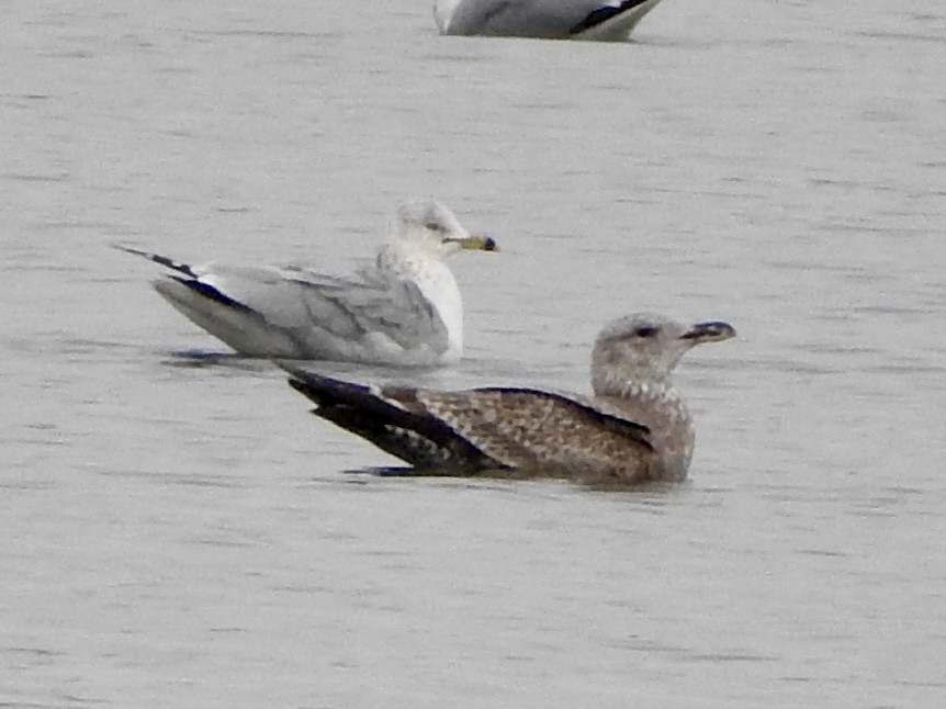 Ring-billed Gull - ML525162101